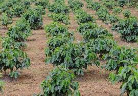 Kopi Muda baru Ditanam